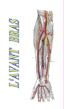 SPCF.FR : L'avant bras du corps humain