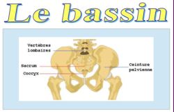 SPCF.FR : Le bassin du corps humain