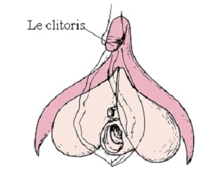 SPCF.FR : Le clitoris du corps humain