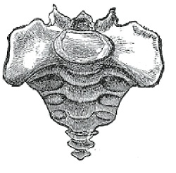 SPCF.FR : Le coccyx du corps humain