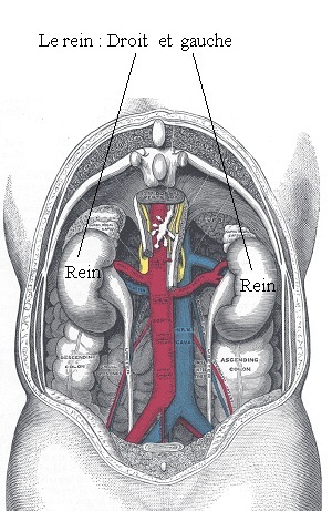 SPCF.FR : Les reins du corps humain