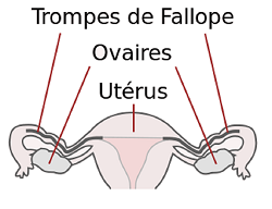 SPCF.FR : Les ovaires du corps humain