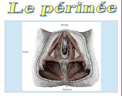 SPCF.FR : Le périnée du corps humain