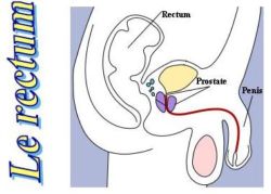 SPCF.FR : Le rectum du corps humain