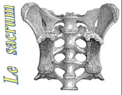 SPCF.FR : Le sacrum du corps humain
