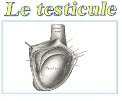 SPCF.FR : Le testicule du corps humain