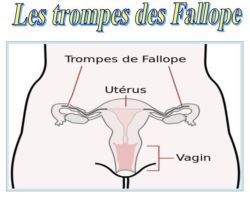 SPCF.FR : La trompe de Fallope du corps humain