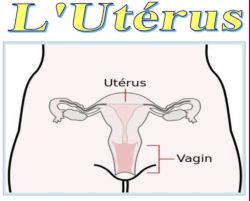 SPCF.FR : L'utérus du corps humain
