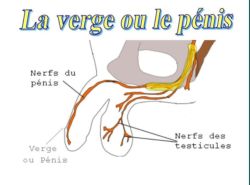 SPCF.FR : La verge ou le pénis du corps humain