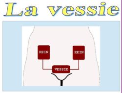 SPCF.FR : La vessie du corps humain